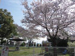 開かれた公園にある南大工町の桜の写真