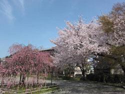 道沿いに並び立つ市役所前の桜の写真