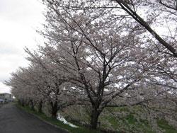 佐保川沿いに長く連なる桜並木の写真