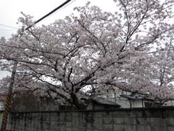 コンクリートの塀の上に乗りだす九条町の満開の桜の写真