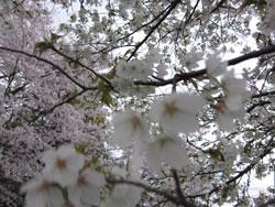 桜の拡大写真