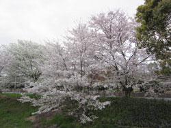 芝生の上の道に重々しく咲くファミリー公園前の満開の桜の写真