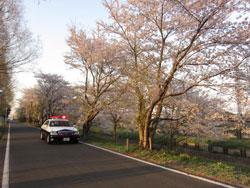 桜並木の間の道をパトカーが走っている写真
