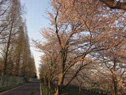 夕日に照らされた桜並木の道の写真