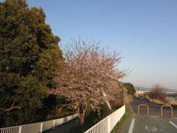 自転車道路沿いの細い桜の木の写真
