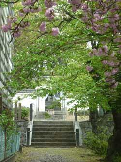 桜の花や鮮やかな黄緑色の葉の奥にある石の階段の写真