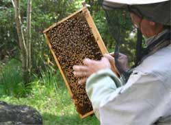 屋外で蜂の巣が付いた板を指で触る養蜂家の写真