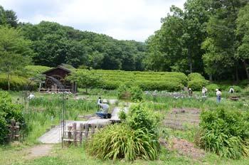 緑におおわれ水車小屋が小さく見える花菖蒲園全体の風景の写真