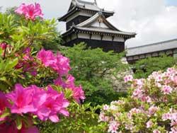 ピンクのつつじの花と背景に見えるお城の写真