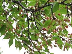 さくらんぼを沢山つけている桜の木の写真