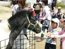 大勢の人達がいる中園児が柵の中にいる馬にエサをあげている写真