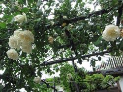 垂れるように咲く白いバラの写真
