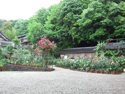 バラの咲く広い庭の写真
