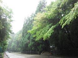 道沿いに生い茂る木々の写真