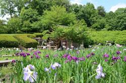 色とりどりの菖蒲の花と奥に水車小屋のある風景の写真