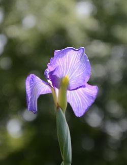 紫色の3枚の花びらが太陽の光にすけた菖蒲の写真