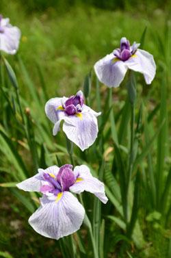 3輪の紫色の花が縦に並んで咲いている写真