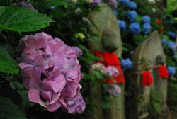 矢田寺の紫陽花とお地蔵さんが2体ある写真