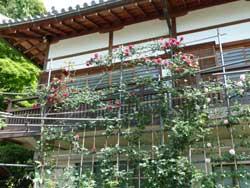 松尾寺の壁面に咲いている薔薇の写真