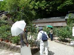 松尾寺薔薇園を訪れている人々の写真