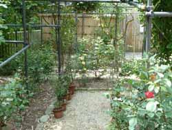 綺麗に鉢植えが配置された松尾寺薔薇園の写真