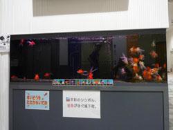元気城下町プラザ正面入り口に設置されている金魚が泳ぐ水槽の写真