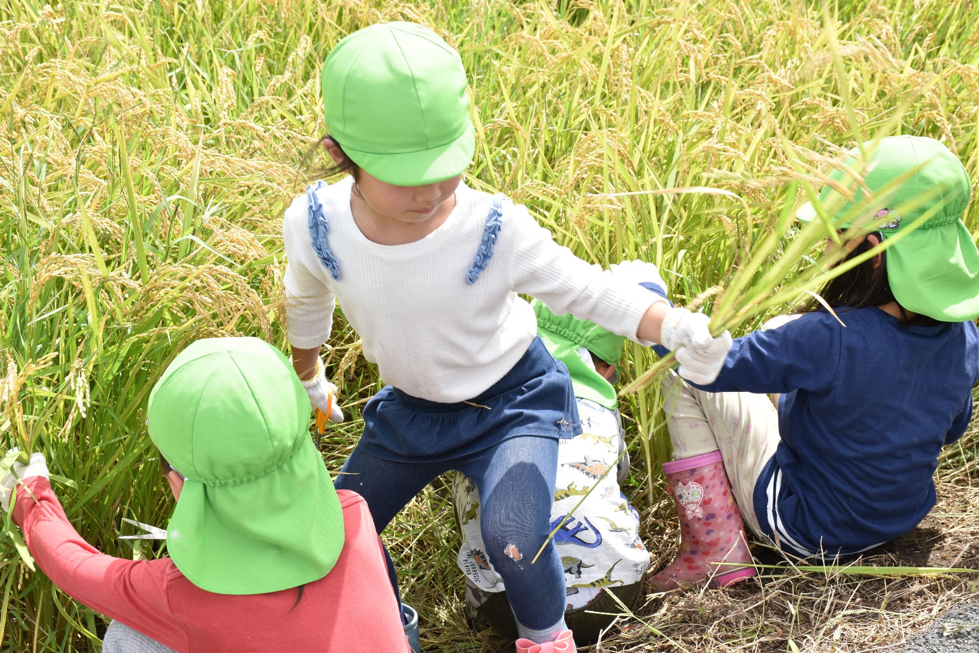 緑の帽子を被った刈り取った稲を掴んで畔に上がろうとする園児と刈り取り中の園児達