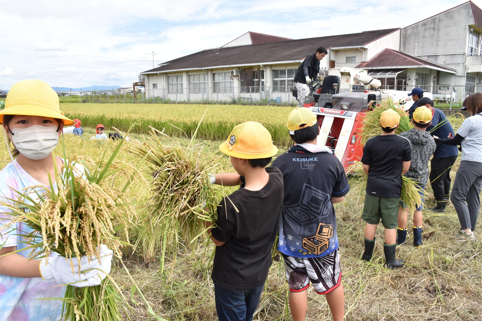 稲穂の束を抱えコンバインで脱穀するために並ぶ小学生たち