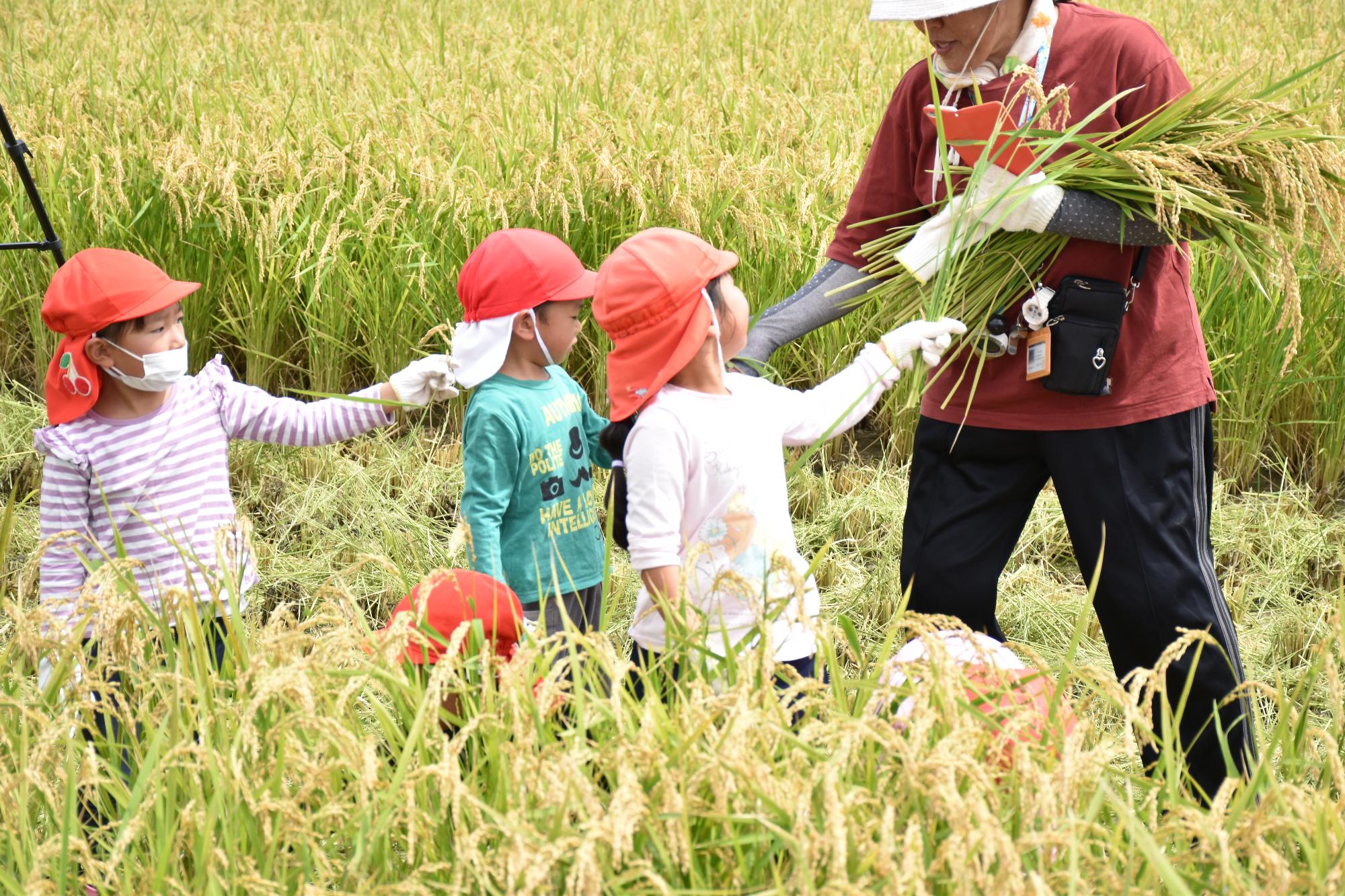 刈り取った稲を先生に手渡す赤い帽子を被った幼稚園児3名と先生