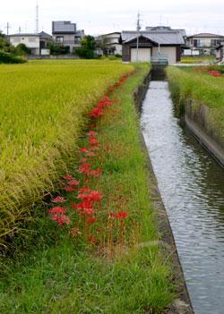 田んぼと田んぼの端に並び咲く赤い花と用水路の写真