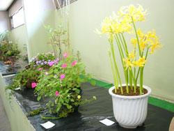 黄色い花を咲かせた植物とピンク色の小さな花をさかせた植物の写真