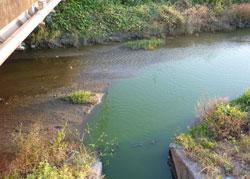 緑色の水が流れる岡崎川の遠景の写真