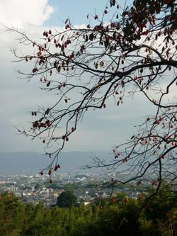 山の頂上より街の風景を写した写真