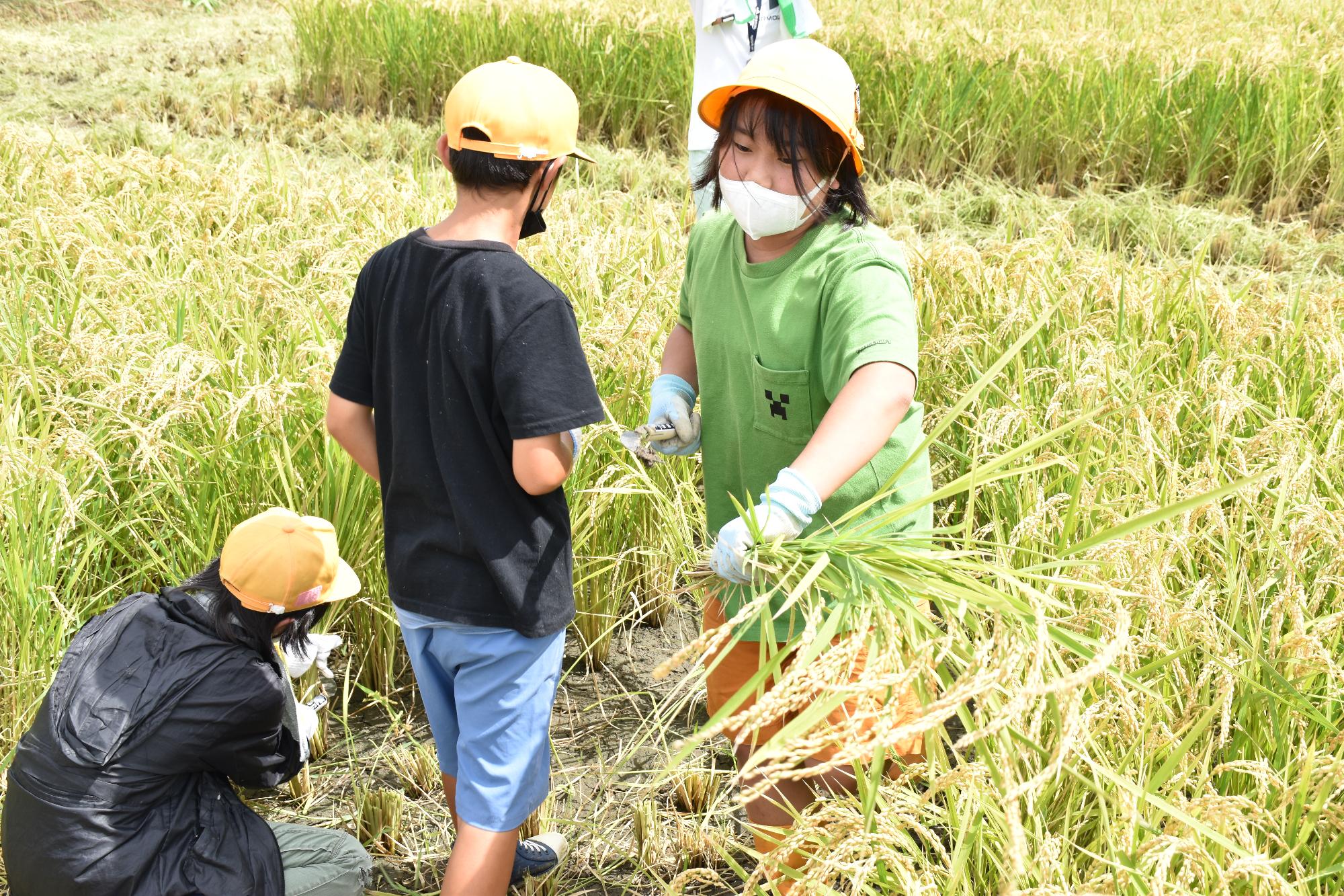鎌で稲を刈り取る緑のTシャツの女子小学生と黒いTシャツの男子小学生二人