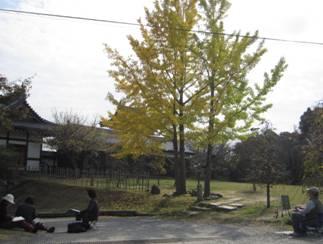 黄色に紅葉している大木の写真