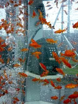 水中に沈む電話筐体を背景に泳ぐ金魚たちの写真