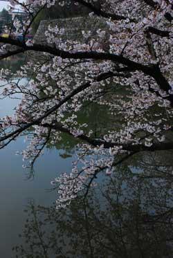 濠と石垣をバックに桜の木が写った写真
