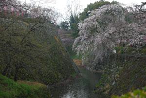 石垣と濠の間に桜の木が写っている写真