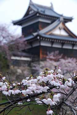 郡山城を背景に枝に桜の花が付いた写真