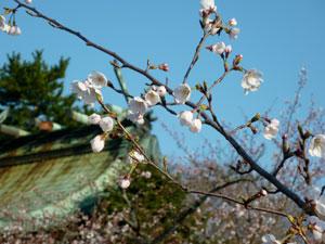 青空の下、一本の枝から複数咲く桜の写真