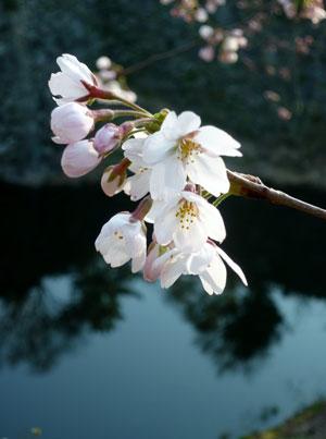 枝先にいくつもの花を咲かせた桜の写真