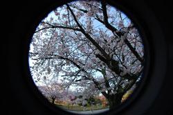 満開の桜が魚眼レンズに写っている写真
