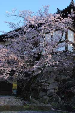 白黒の石垣と追手門を背景に咲く桜の写真