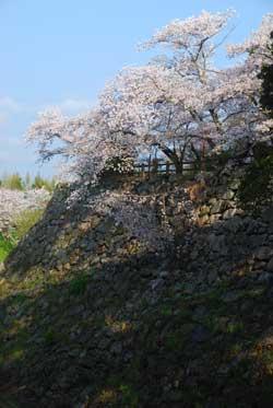 石垣の上に咲く満開の桜の写真