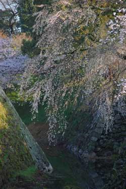 石垣の上からのぞくように枝を伸ばす桜の枝の写真