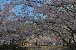 桜の枝がアーチのように伸びている写真