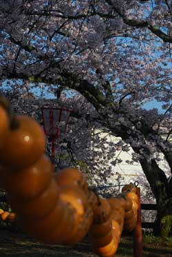 桜の木を背景に写る大数珠の写真