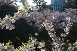 芽吹きはじめた新緑の葉と桜の花が入り混じっている桜の枝の写真