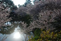湖畔を囲むように桜の花が咲いている写真