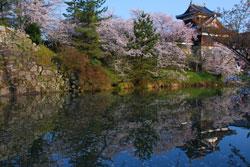 城と桜、生垣を水面に反射させる濠の写真